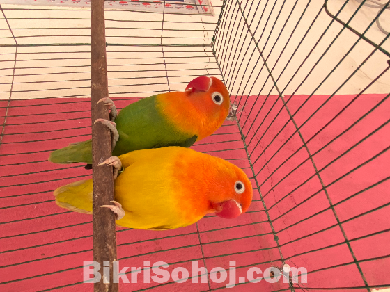 Lovebird For Sale